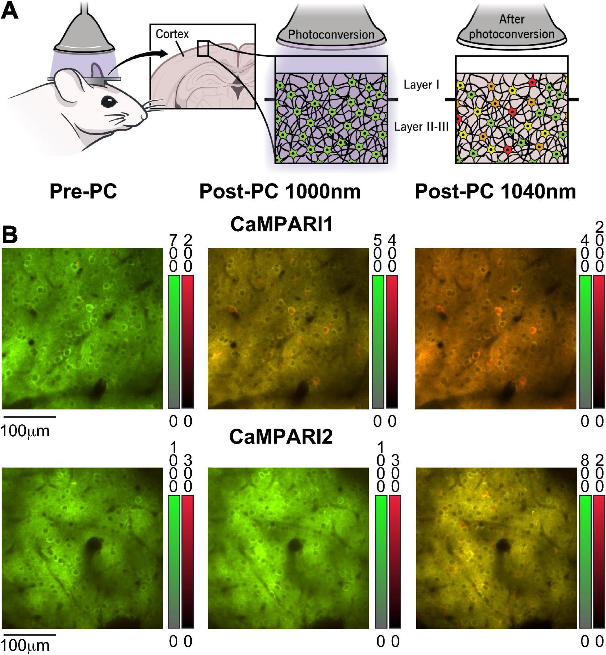 Enhanced detection sensitivity of neuronal activity patterns using CaMPARI1 vs. CaMPARI2